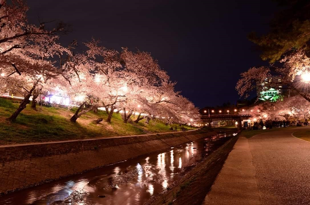 岡崎公園桜まつり